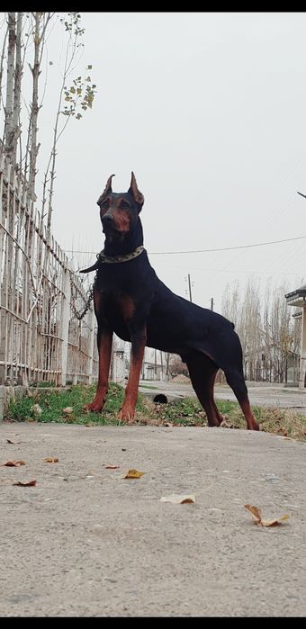 Dabirman bolalariga OLDINDAN ZAKAZ OLAMIZ