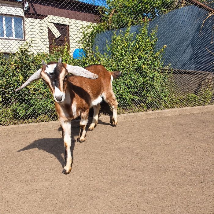 Продам 2 козочек