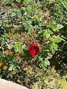 Атиргул кўчатлари сотилади