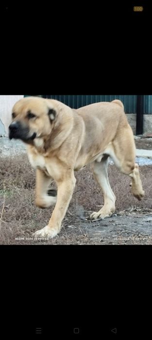 Продам взрослого Алабая!