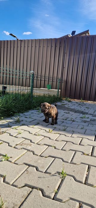 Adoptie com.Halchiu-Brasov