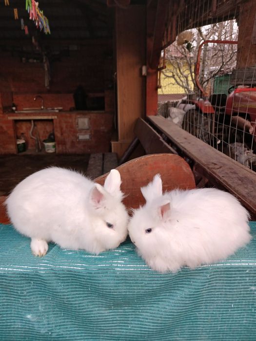 Iepurași pitici Cap de Leu