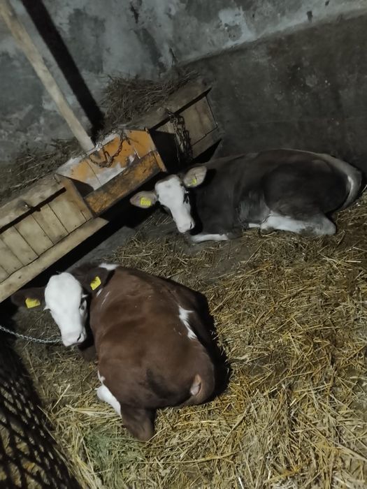 Vând 3 tăurași și o vițică