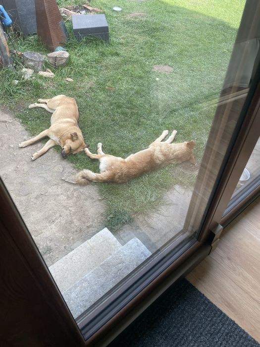 Donatie /adoptie caini talie medie/mare