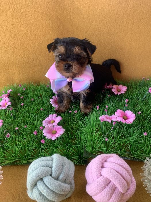 Йоркширски тепиер ,Йорки