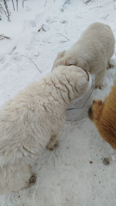 Отдам щенков бесплатно два мальчика и девочка