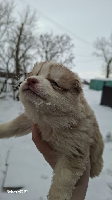 Щенки в добрые руки