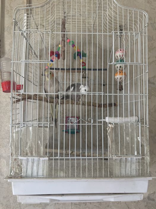 Продам парочку карел