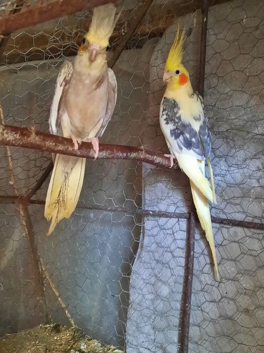 Diferite rase de Papagali