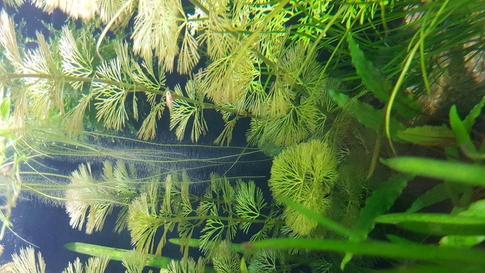 Pestisori si plante naturale de acvariu multiple modele