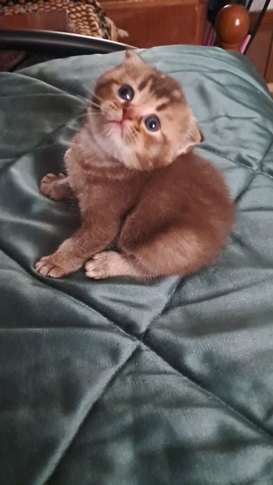 Продам  чистокровных котят