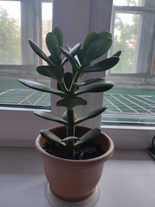 Толстянка денежное дерево