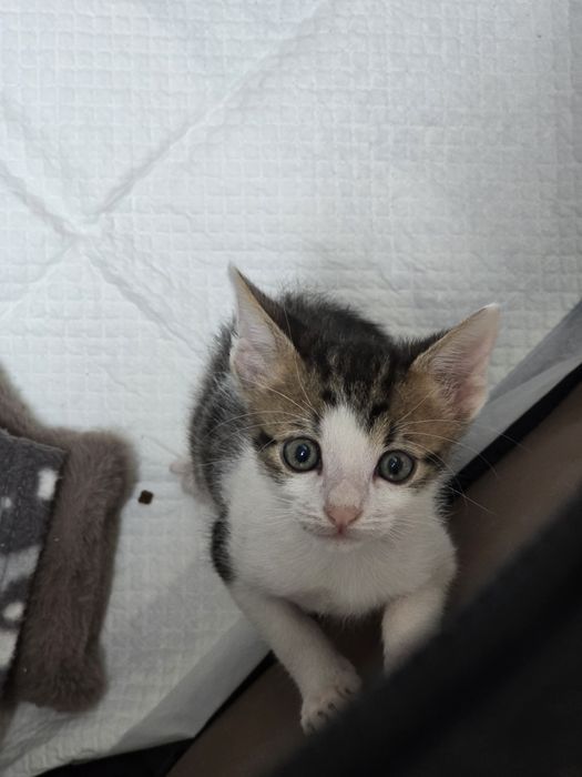 Adoptie motanel 6 saptamani