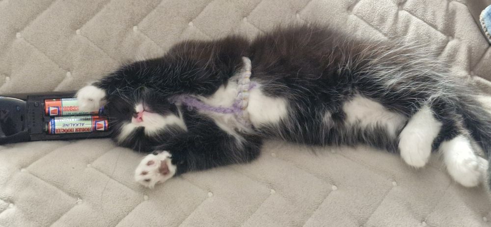 Котенок 3-4 месяца
