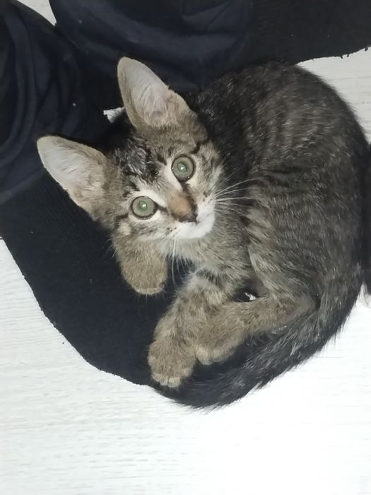 Котенок маленький