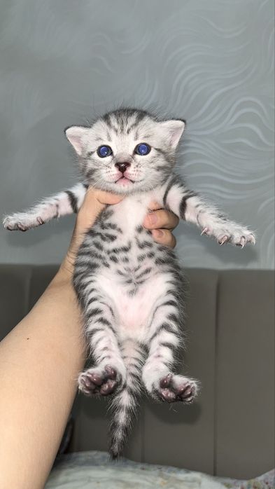 котята котята котята