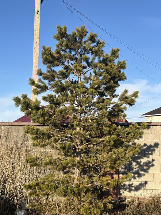 Продам ёлку