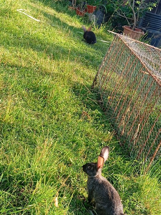 Vând pui de iepure uriaș german