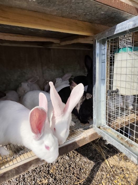 Зайци за клане и разплод