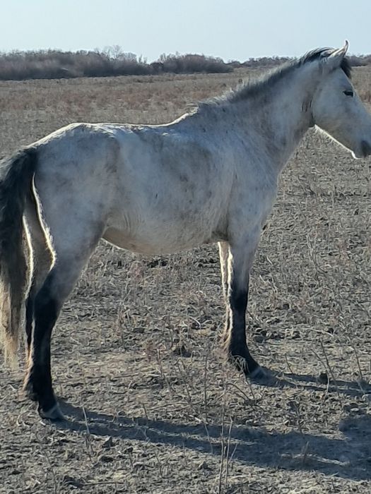 Қысыр бие сатылад