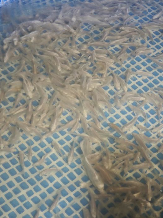 Koi karp baliqlar sotiladi