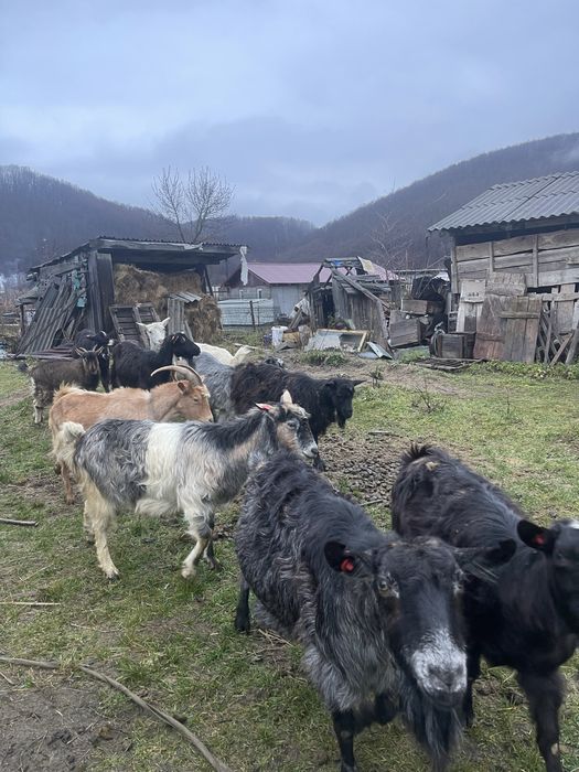 vand 10 capre 400 de lei negociabil