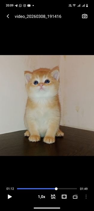 Роскошные котята ny12 золотая Шиншила мальчики