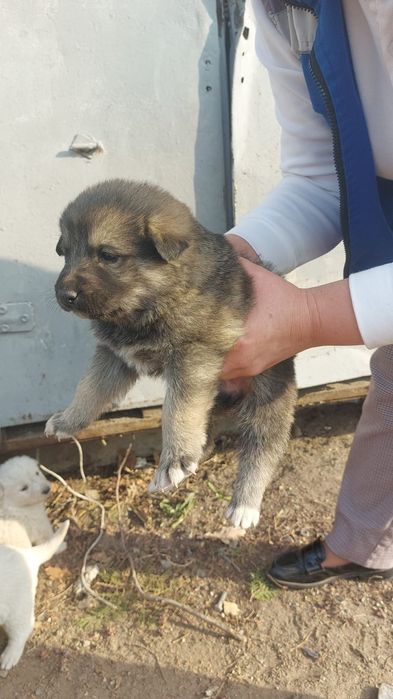 Щенки в добрые руки