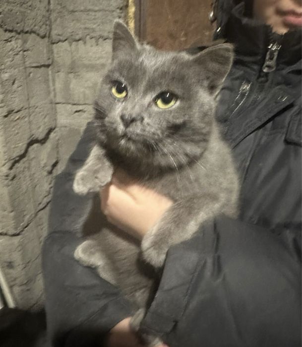 Отдам котенка в добрые руки