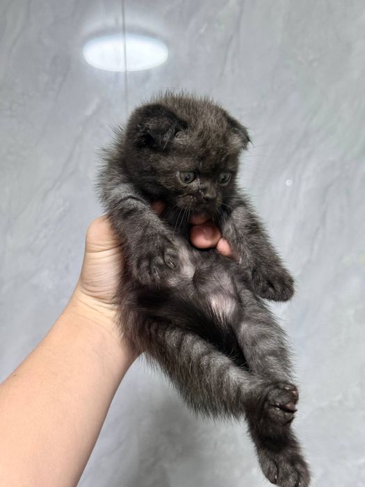 Ona va bola mushukcha.