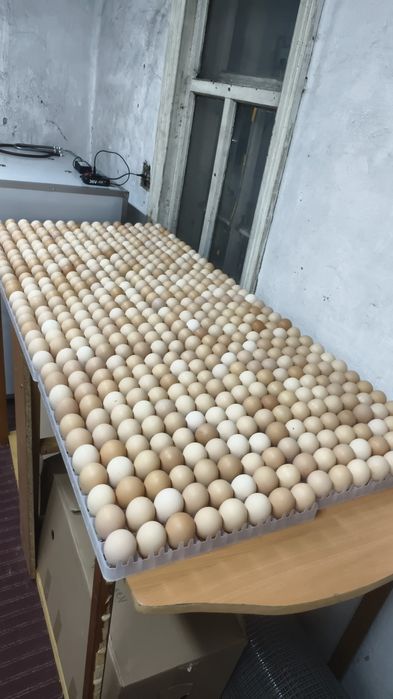 Продам цеплят Бролер Кобб 500 !Росс 308! Несушка  Ломан Браун! Легорн