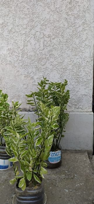 Цветы комнатные красивые