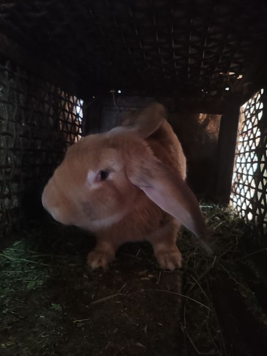 Продаются крольчата месячные