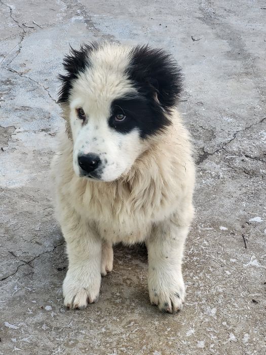 Щенки бойцовые..