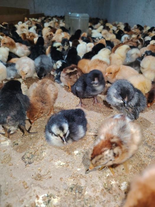 Damashni jòjalar sotiladi miqdori cheksiz dastafka boe