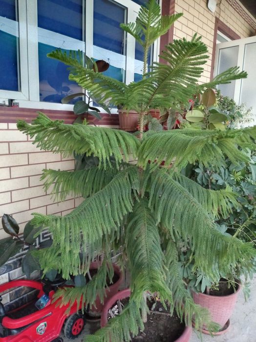 Арча гул йолка сотлади
