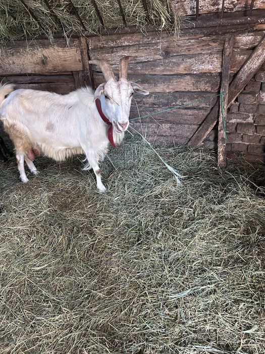 Capra buna de lapte de vanzare alba de banat
