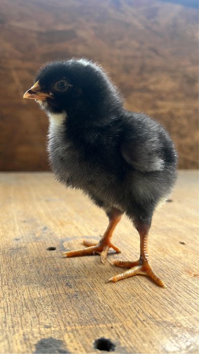Pui Plymouth Rock barat