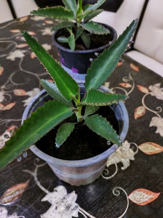 Каланхоэ лечебное, доставка