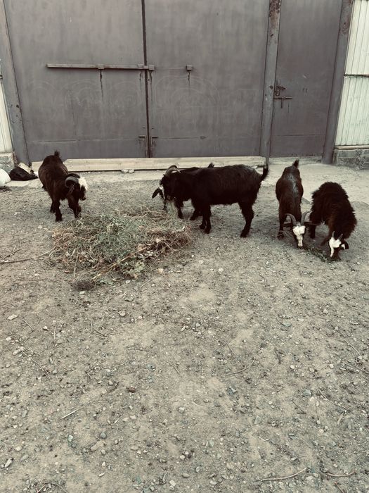 Қазақы Ешкі сатылады