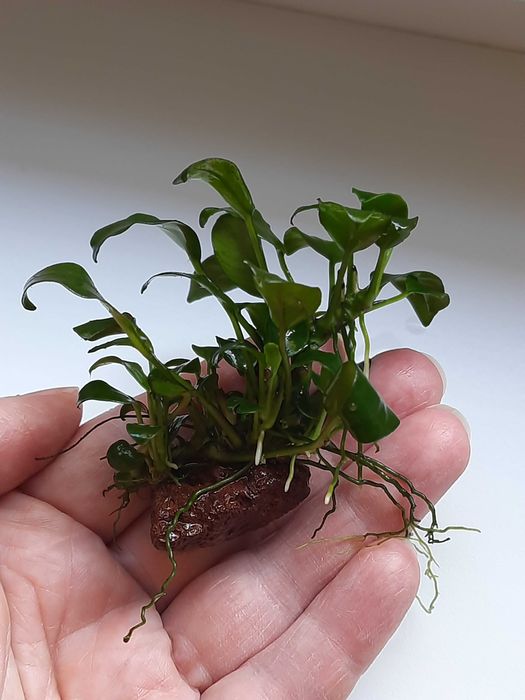 Анубиас нана петит