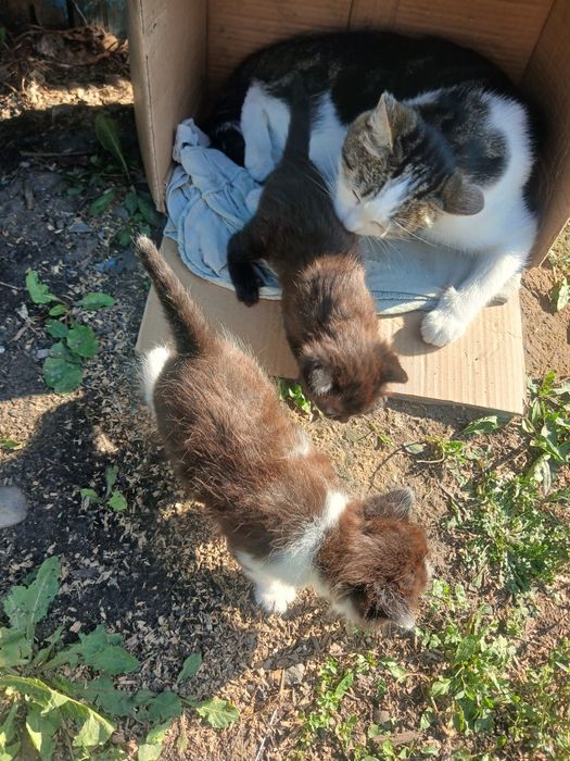 Отдам даром котята и кошку.