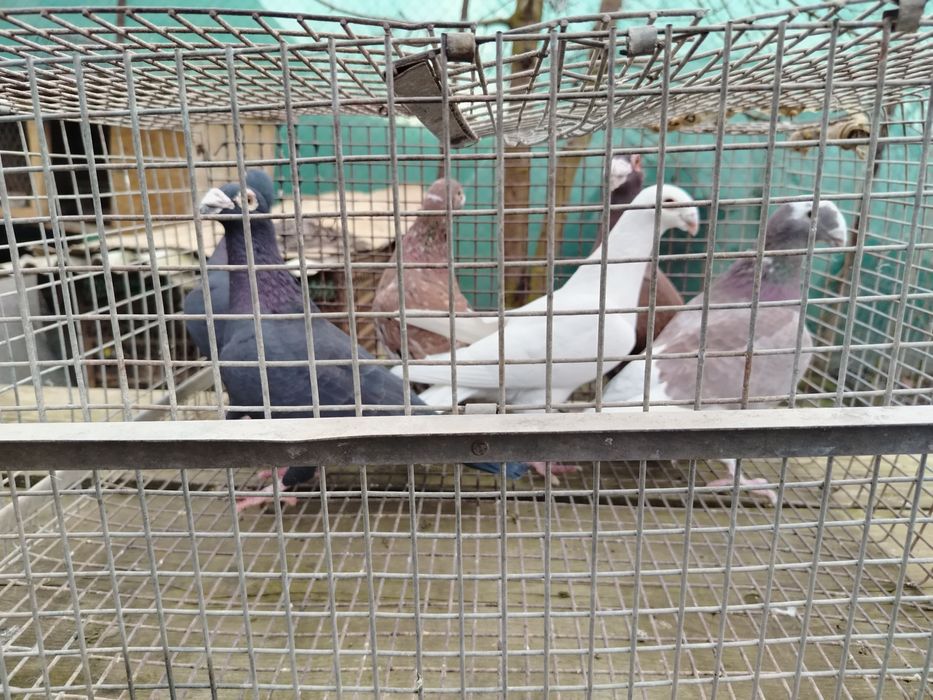 Voiajori stil vechii