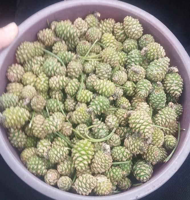 Продам шишки сосновые.
