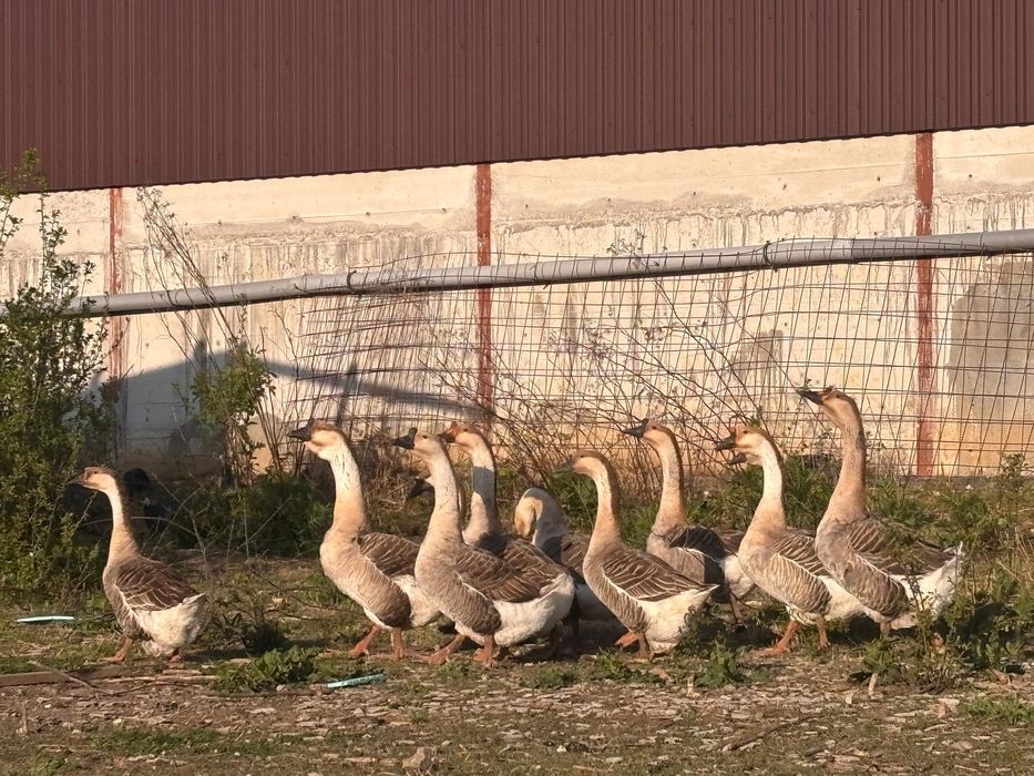 Gaste Americane buff Americana