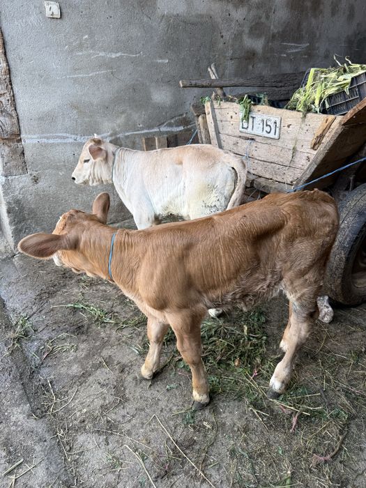 De vanzare o vitea si un taurasi