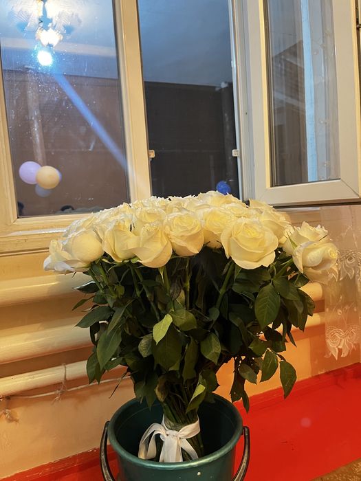 Ақ роза 51 шт бүгін келді
