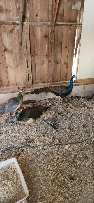 Маленький павлин, фото папы .