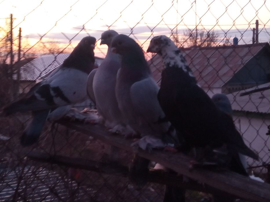 Продаю голубей самцы