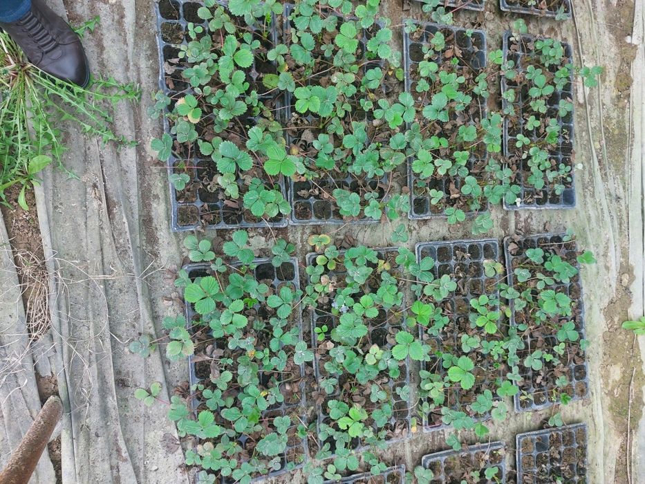 Кассеты для рассады